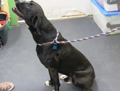 A young medium-sized male Labrador Retriever dog named Sox for adoption in Picayune, MS