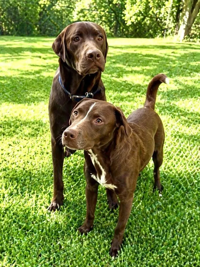 A young medium-sized male Brown / Chocolate Chocolate Labrador Retriever dog named Hershey for adoption in Maryville, TN