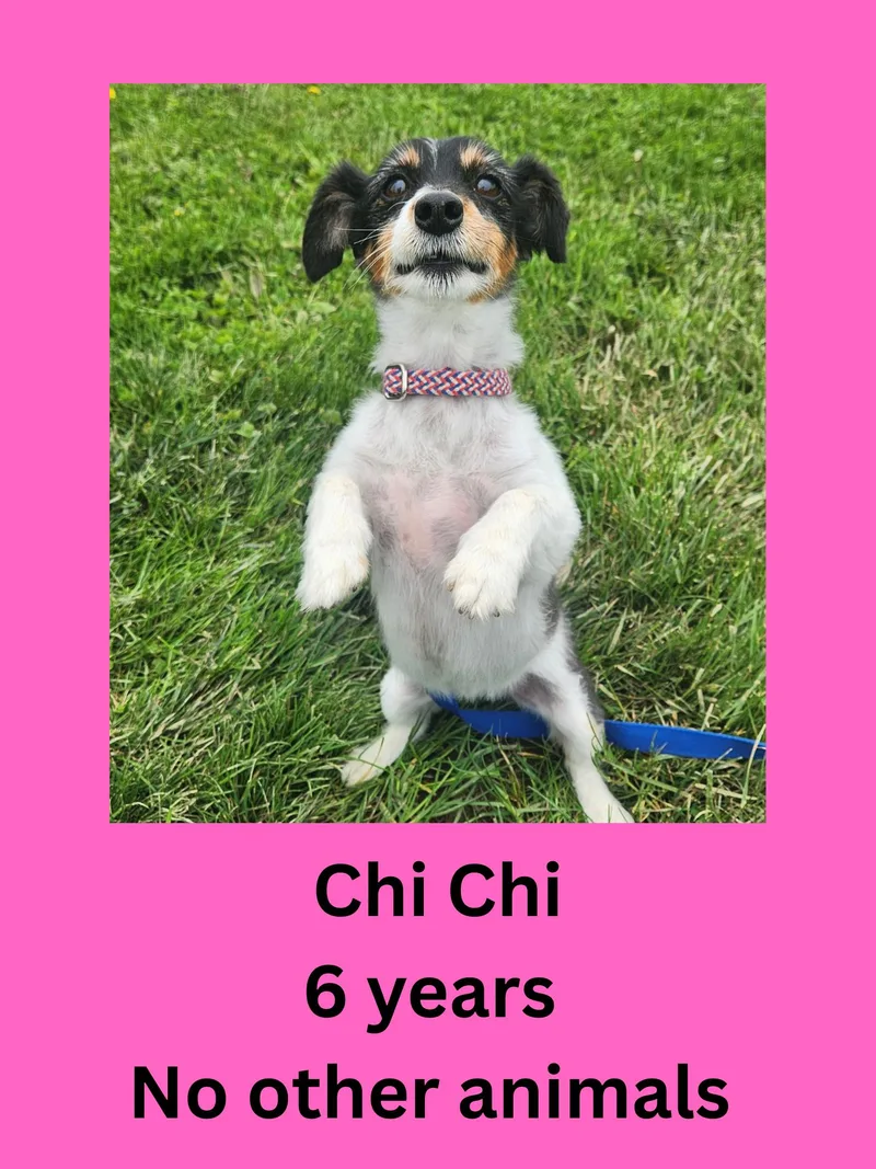 Chi Chi