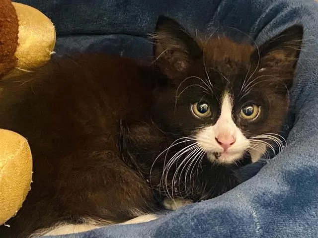 A baby small-sized male Domestic Medium Hair cat named Mario for adoption in Tustin, CA
