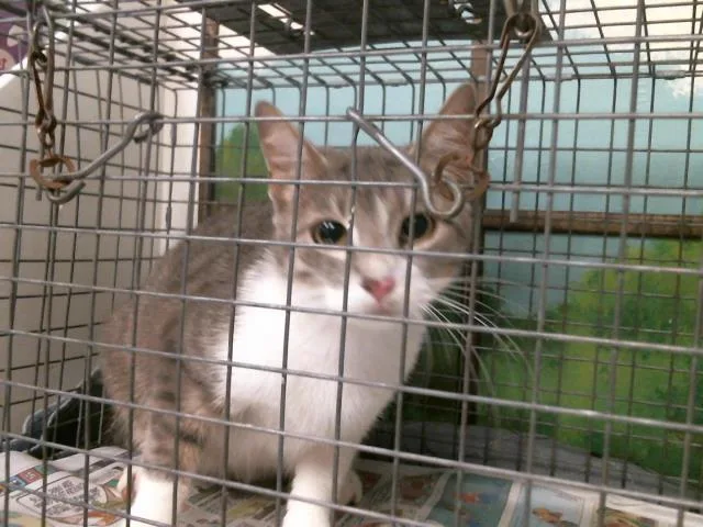 A young medium-sized female Domestic Short Hair cat named Tulip for adoption in Houston, TX