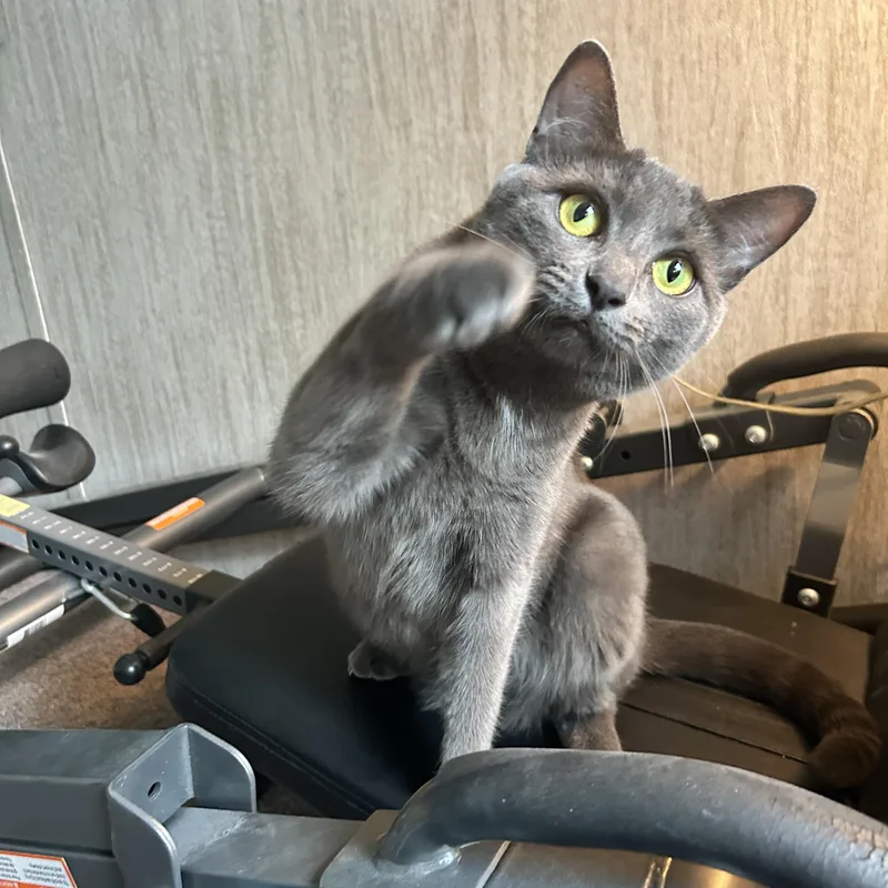 A young medium-sized female Gray / Blue / Silver Domestic Short Hair cat named Sylvie for adoption in Pittsburgh, PA