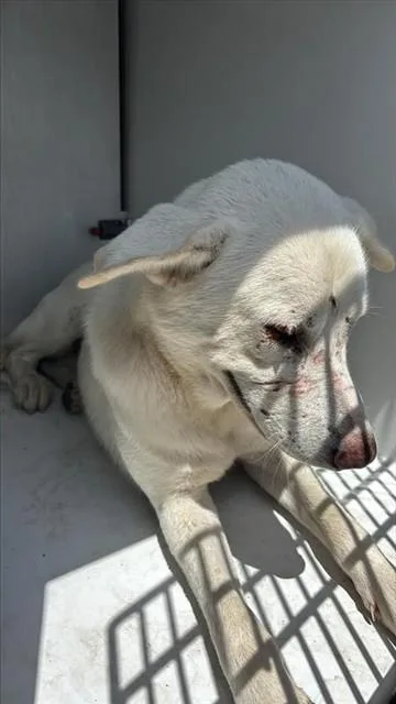 An adult large-sized male Labrador Retriever dog named A for adoption in Houston, TX