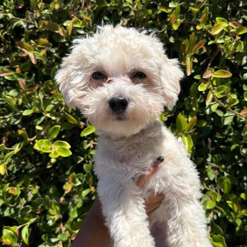 A young small-sized male Apricot / Beige Maltese dog named Darrow for adoption in Santa Barbara, CA