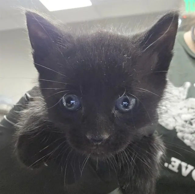 A baby small-sized female Domestic Short Hair cat named Nimue for adoption in Tucson, AZ