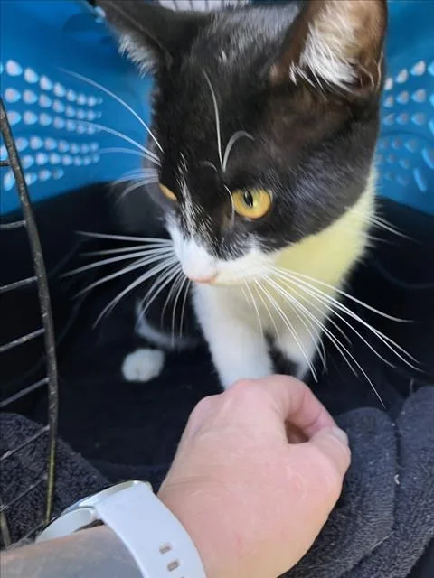 A young medium-sized male Domestic Short Hair cat named Stitch for adoption in Derwood, MD