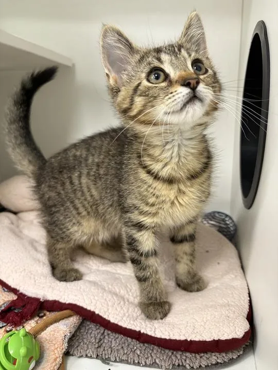 A baby small-sized male Domestic Short Hair cat named Merthin for adoption in Jackson, MI