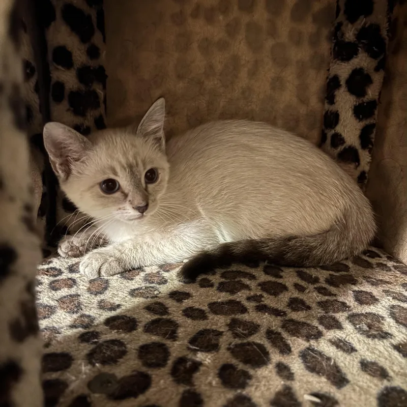 A baby small-sized male Siamese cat named Bear for adoption in Bentonville, AR