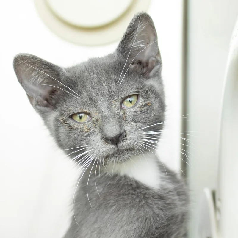 A baby small-sized male Gray / Blue / Silver Domestic Short Hair cat named Onion for adoption in Middletown, RI