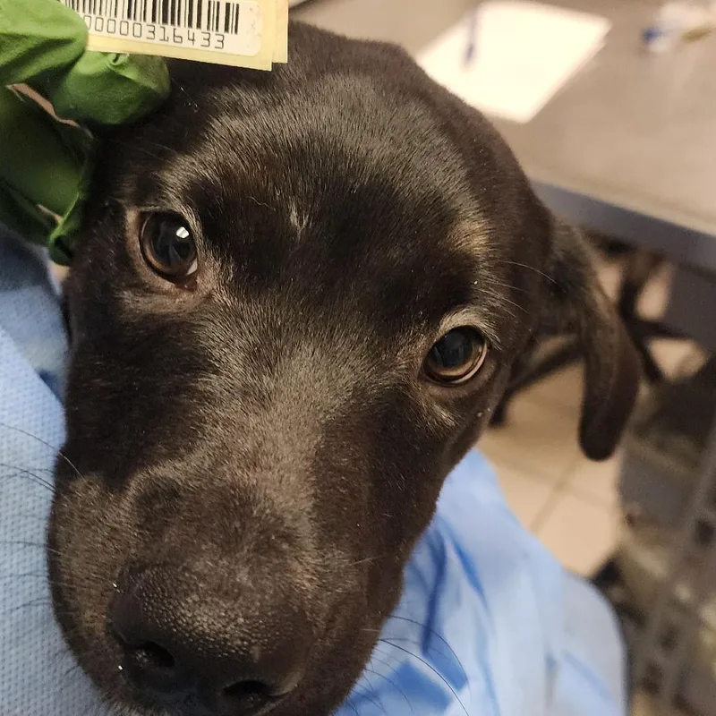 A baby small-sized female Brindle Mixed Breed dog named Hildy for adoption in Charleston, WV