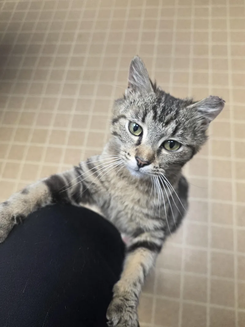 A young medium-sized female Domestic Short Hair cat named Marie for adoption in merrillville, IN