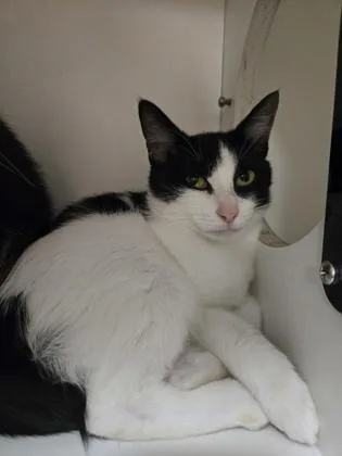 An adult medium-sized female Domestic Short Hair cat named Ivy for adoption in Savannah, GA