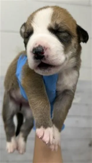 A baby small-sized female Pit Bull Terrier dog named Saturn for adoption in San Bernardino, CA