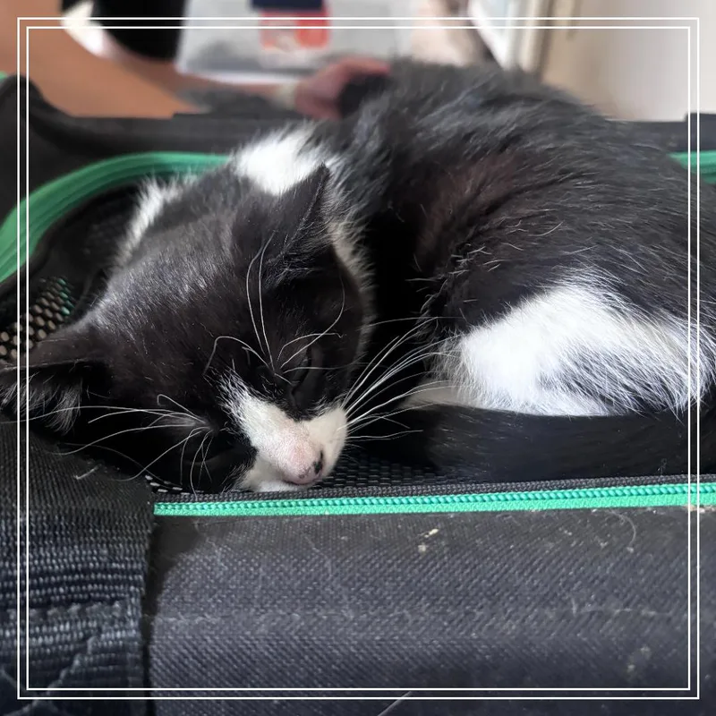 A baby small-sized female Domestic Short Hair cat named Uni for adoption in Monroe, MI