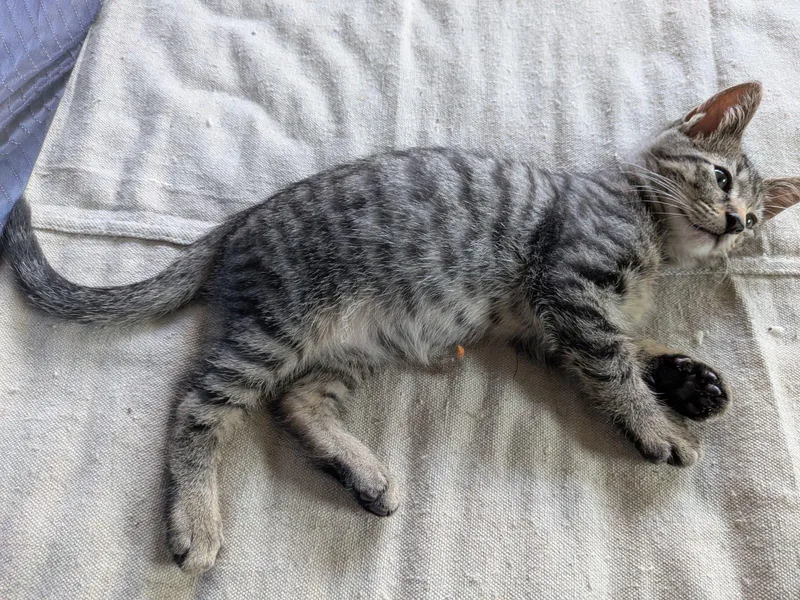 A baby medium-sized male Tabby (Gray / Blue / Silver) Domestic Short Hair cat named Aye Yai for adoption in Philadelphia, PA