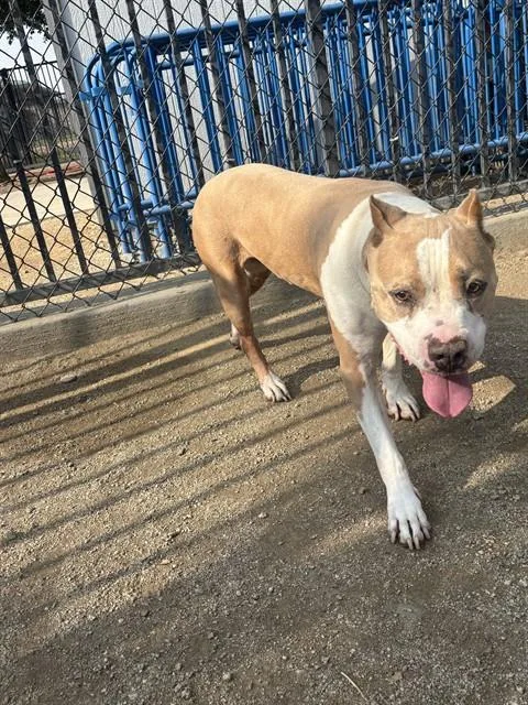 A senior large-sized male Pit Bull Terrier dog named Cash for adoption in Riverside, CA