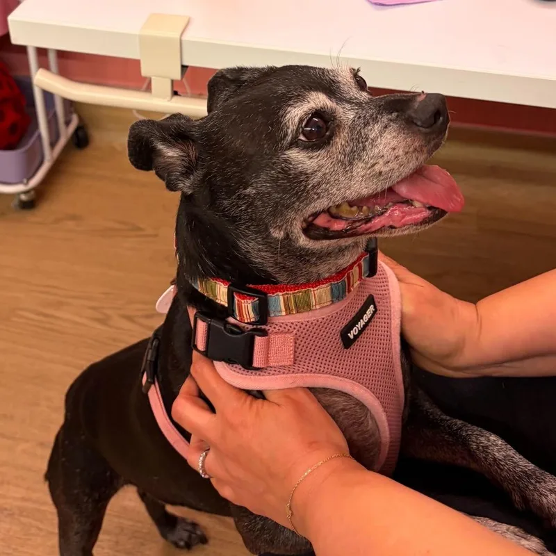 A senior small-sized female Black Pug dog named Manila for adoption in San Francisco, CA