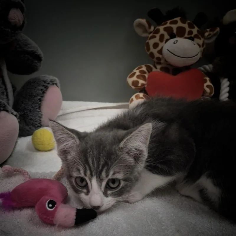 A baby small-sized male Gray / Blue / Silver Domestic Short Hair cat named Knox for adoption in Upland, CA