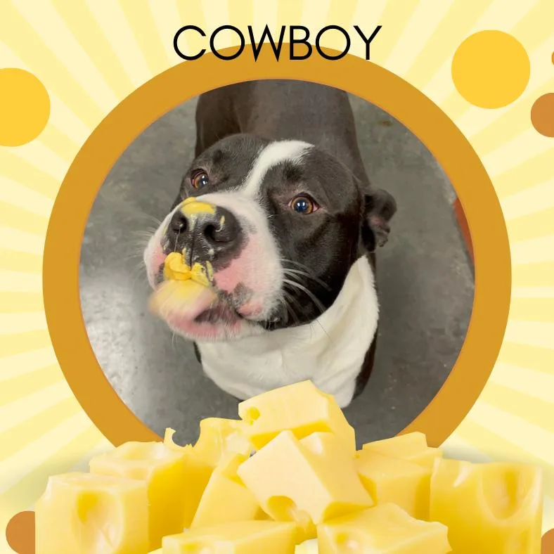 Cowboy thumbnail 6