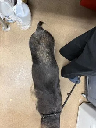 A senior large-sized female Mixed Breed dog named Betina for adoption in Chamblee, GA