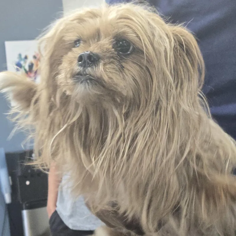 A baby small-sized female Brown / Chocolate Terrier dog named AHNJStray for adoption in Newark, NJ