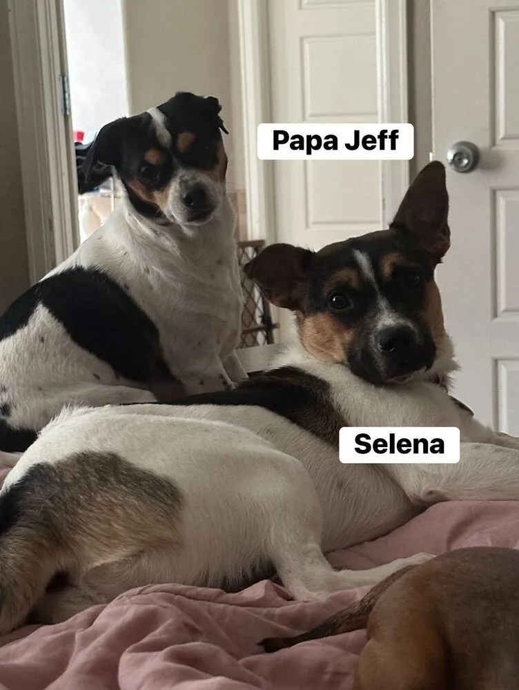 A young medium-sized female Tricolor (Brown, Black, & White) Australian Shepherd dog named Selena for adoption in Littleton, CO