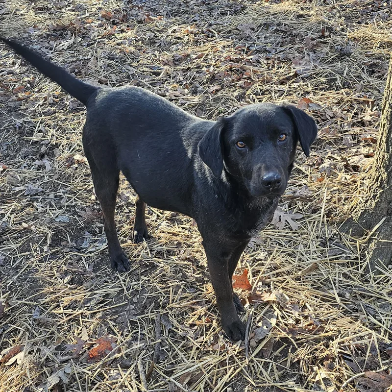 A young medium-sized male Black Labrador Retriever dog named Duke for adoption in Columbia, MO