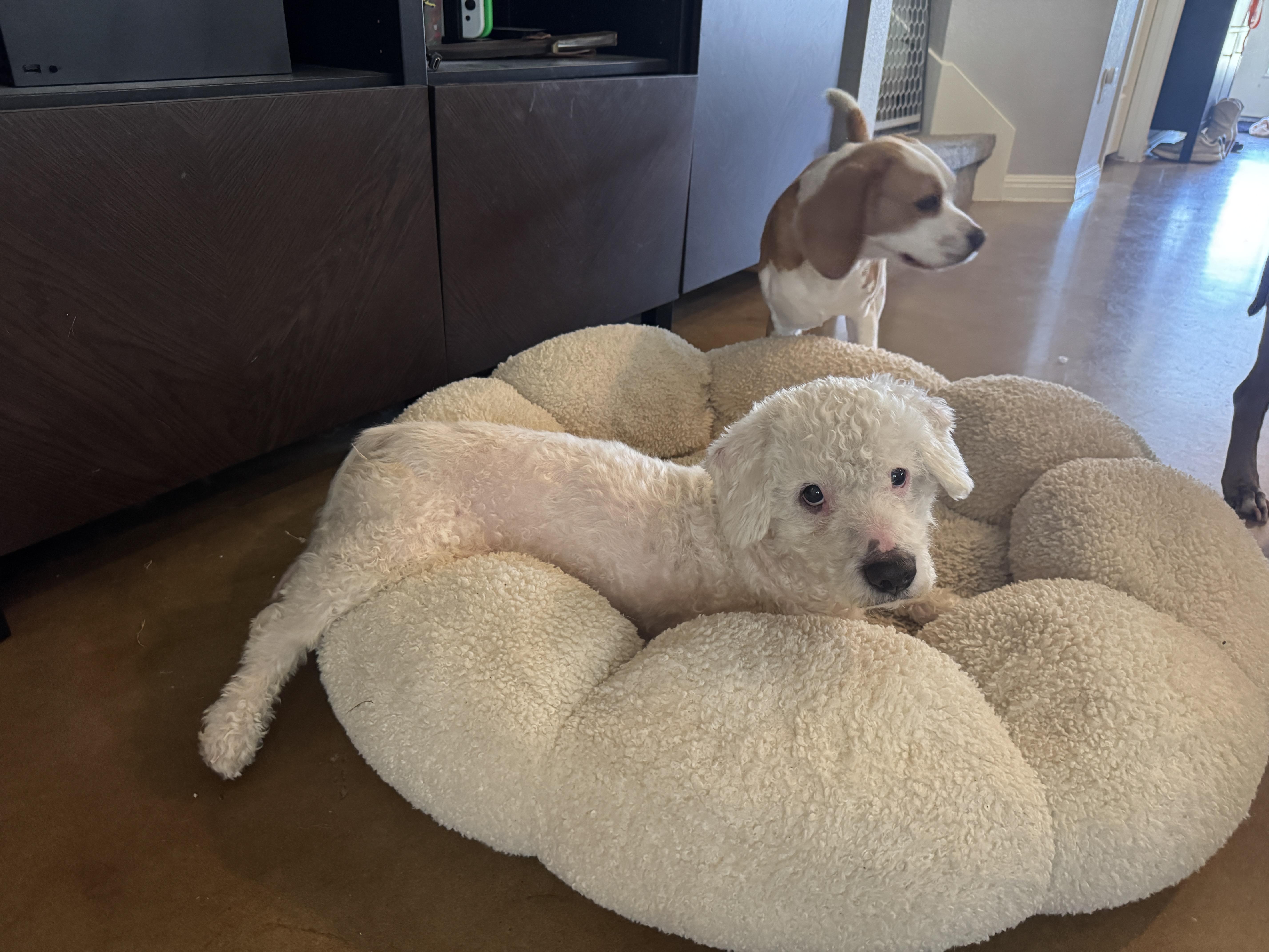 A senior small-sized male White / Cream Miniature Poodle dog named Cole for adoption in Austin, TX
