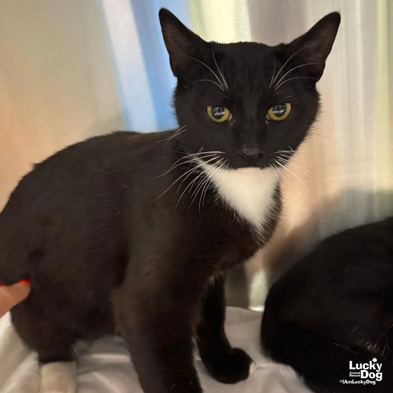 A young medium-sized male Domestic Short Hair cat named Topher for adoption in Washington, DC