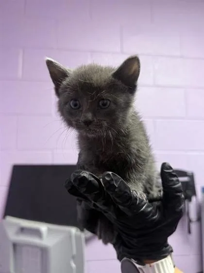 A baby small-sized male Gray / Blue / Silver Domestic Medium Hair cat named 61046996 for adoption in El Paso, TX