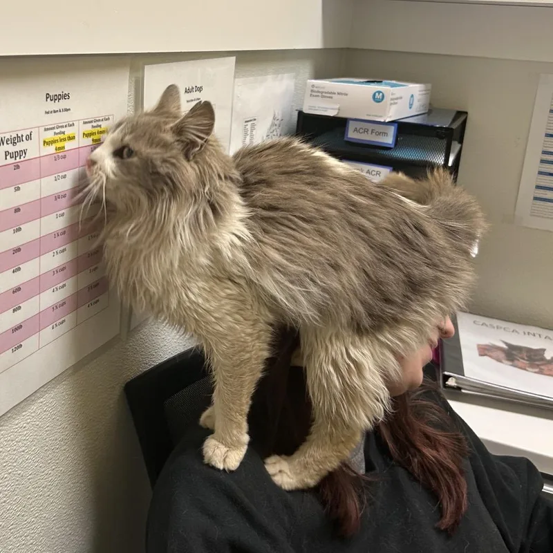 Gazpacho thumbnail 2