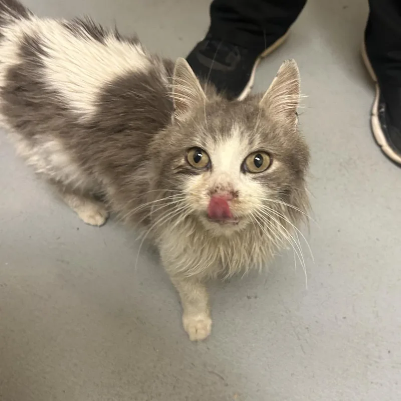 Gazpacho thumbnail 4