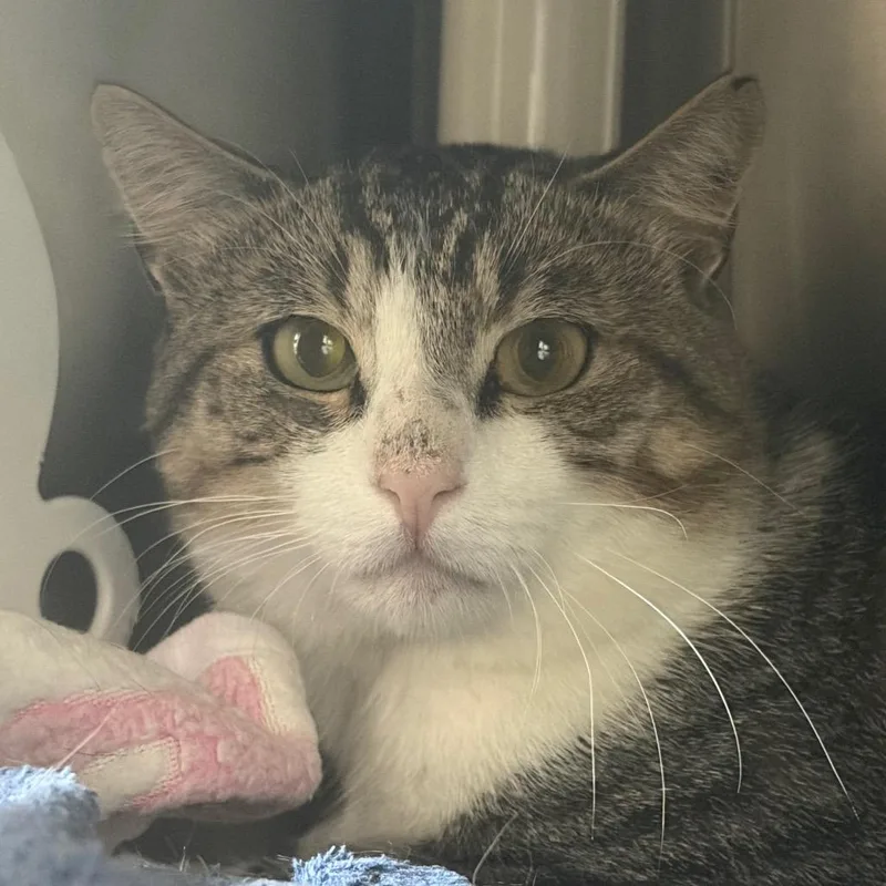An adult medium-sized male Brown / Chocolate Domestic Short Hair cat named Nile for adoption in Middletown, RI