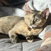 A baby medium-sized female Tortoiseshell cat named Bambi for adoption in Sacramento, CA