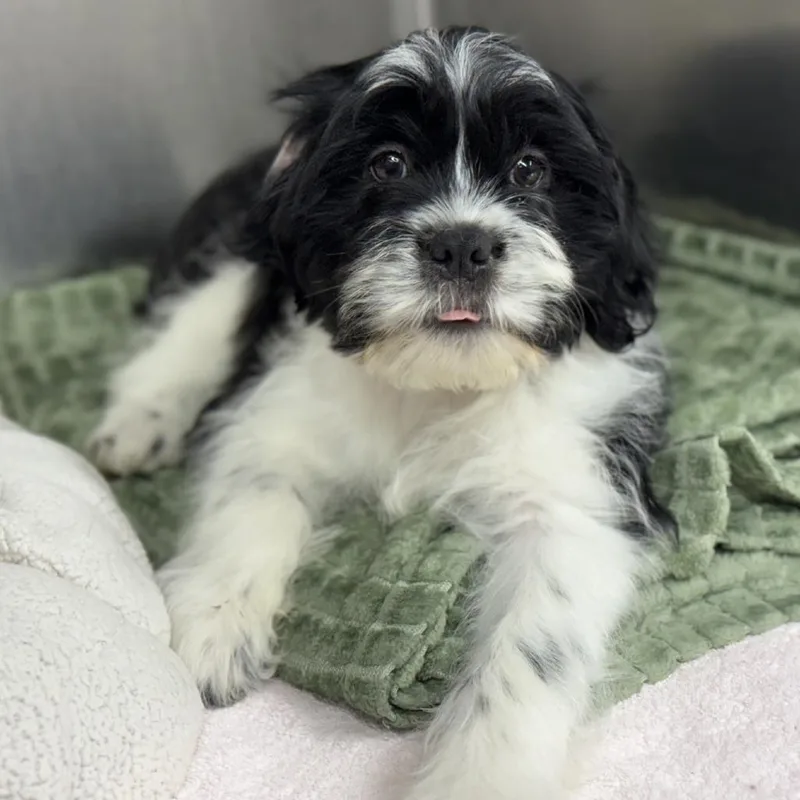 A baby small-sized male Black Mixed Breed dog named Cow for adoption in Ridgely, MD