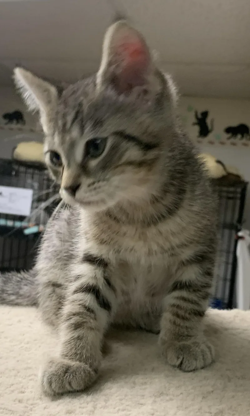 A baby medium-sized male Tabby (Brown / Chocolate) Domestic Short Hair cat named Nico for adoption in Milwaukee, WI