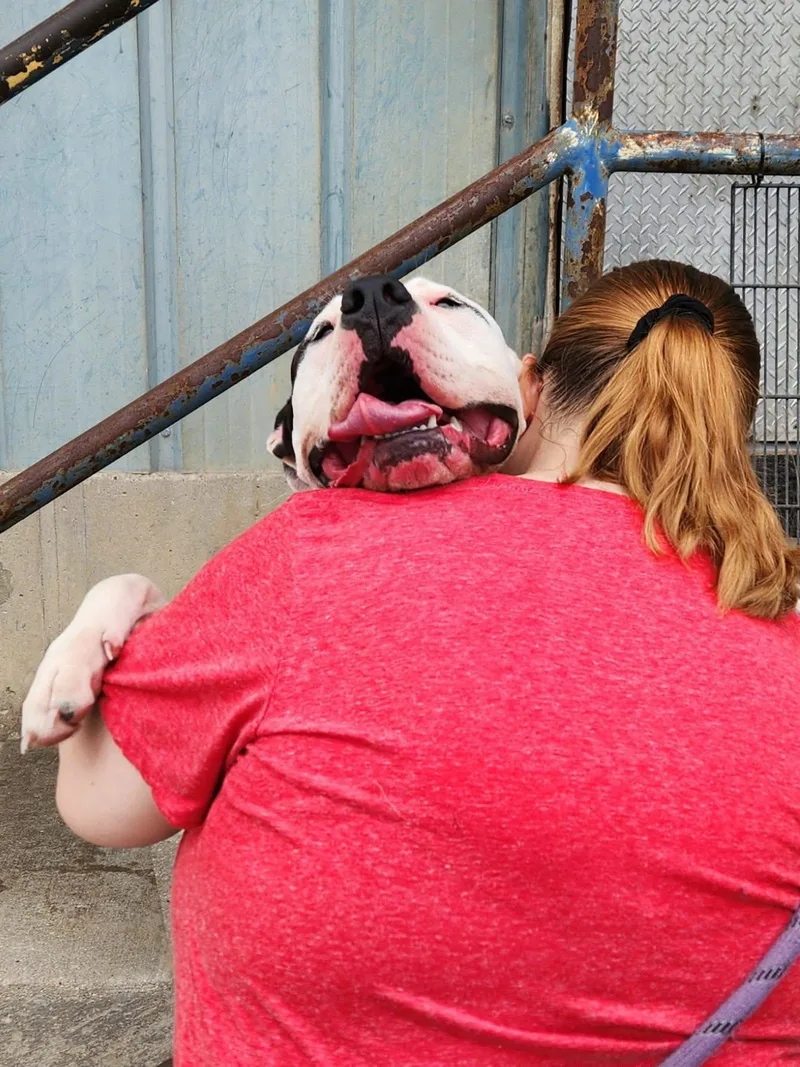 A young large-sized female Pit Bull Terrier dog named Zuri for adoption in La Salle, IL