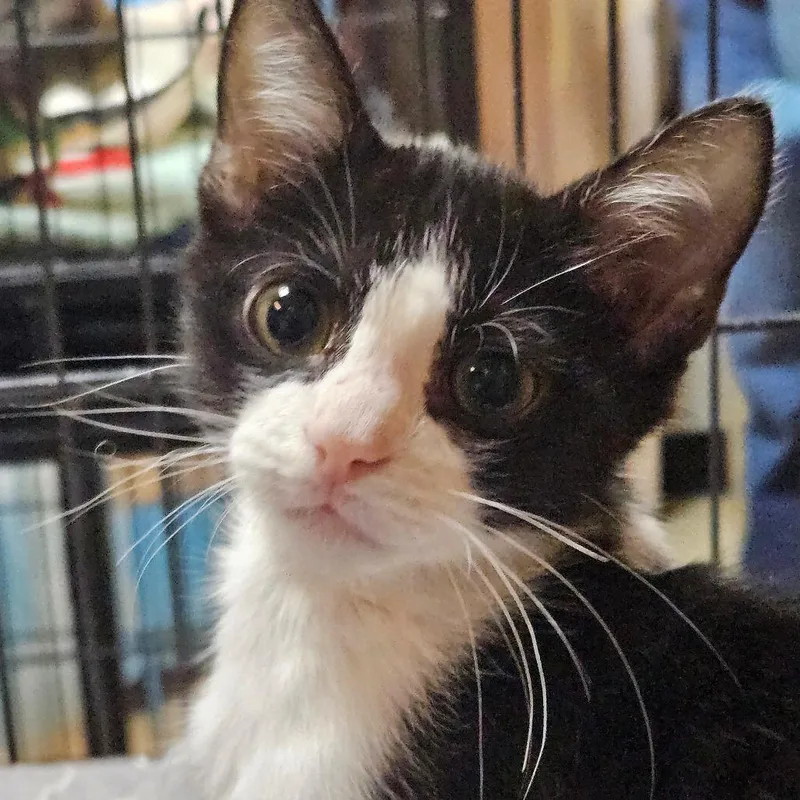 A baby small-sized male Black Domestic Short Hair cat named Bramble for adoption in Austin, TX