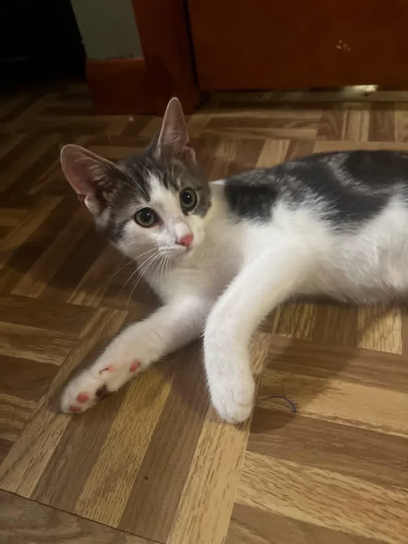 A baby medium-sized male Domestic Short Hair cat named Comet for adoption in Salamanca, NY