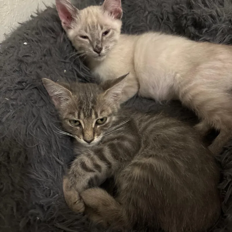 A baby medium-sized male Domestic Medium Hair cat named Nemo for adoption in San Antonio, TX