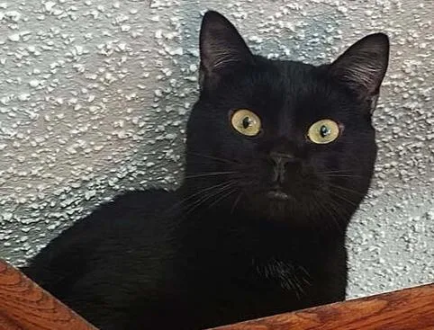 An adult medium-sized male Black Domestic Short Hair cat named Yin for adoption in Anoka, MN