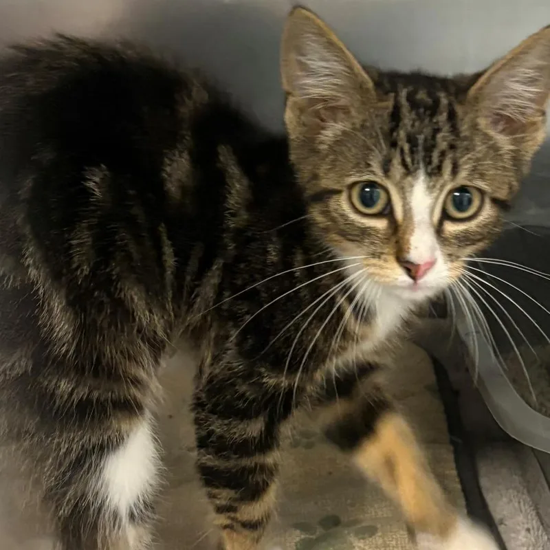 A baby small-sized male Brown / Chocolate Domestic Short Hair cat named Coca Cola for adoption in East Hanover, NJ