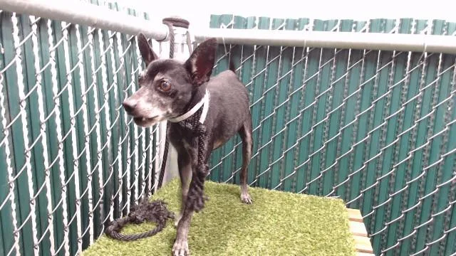 A senior medium-sized male Chihuahua dog named Cj for adoption in Downey, CA