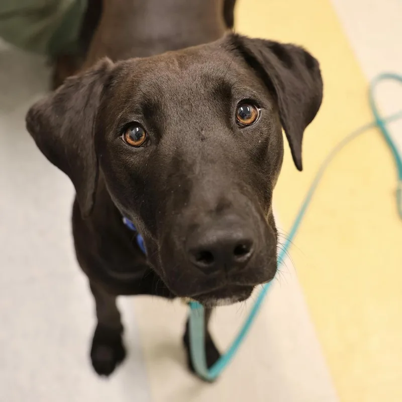 A young medium-sized male Black Labrador Retriever dog named Winston Tweety for adoption in Briarcliff Manor, NY