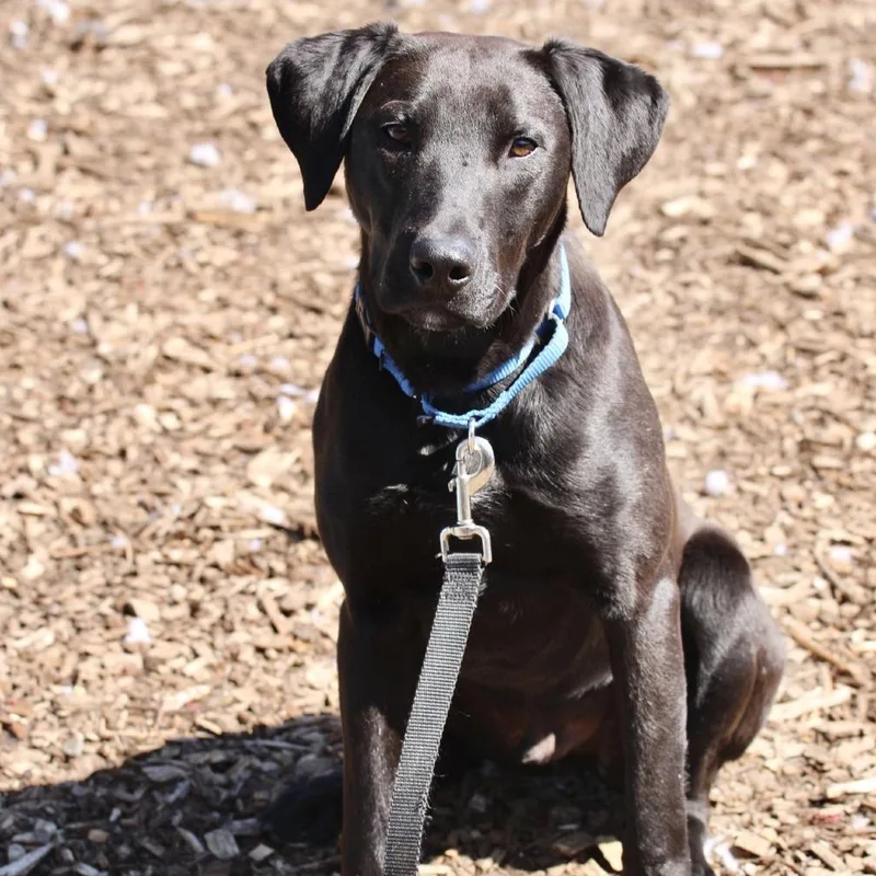 Winston Tweety thumbnail 2