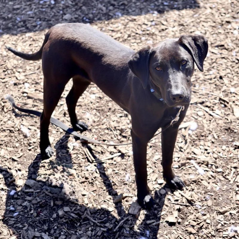 Winston Tweety thumbnail 3