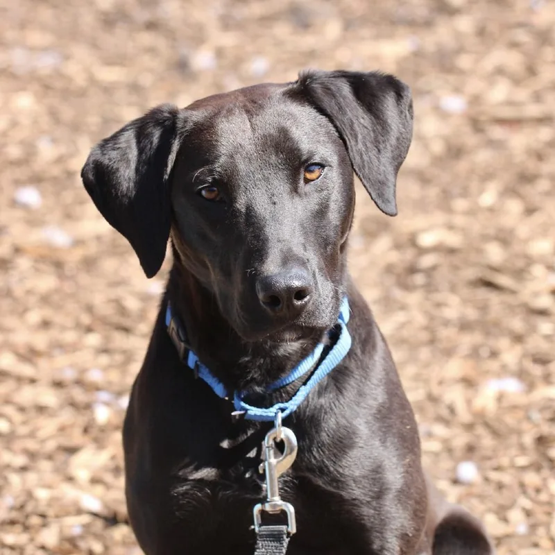 Winston Tweety thumbnail 4