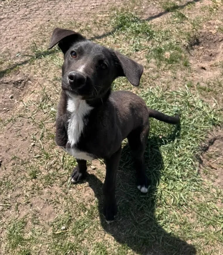 Cooper
