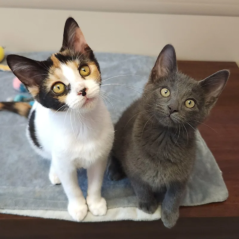 A baby medium-sized male Gray / Blue / Silver Domestic Short Hair cat named Tungsten for adoption in Marshfield, WI