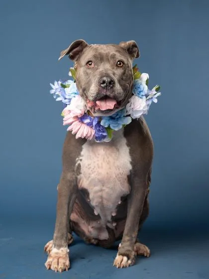 A senior extra large-sized female Pit Bull Terrier dog named Penelope for adoption in Atlanta, GA
